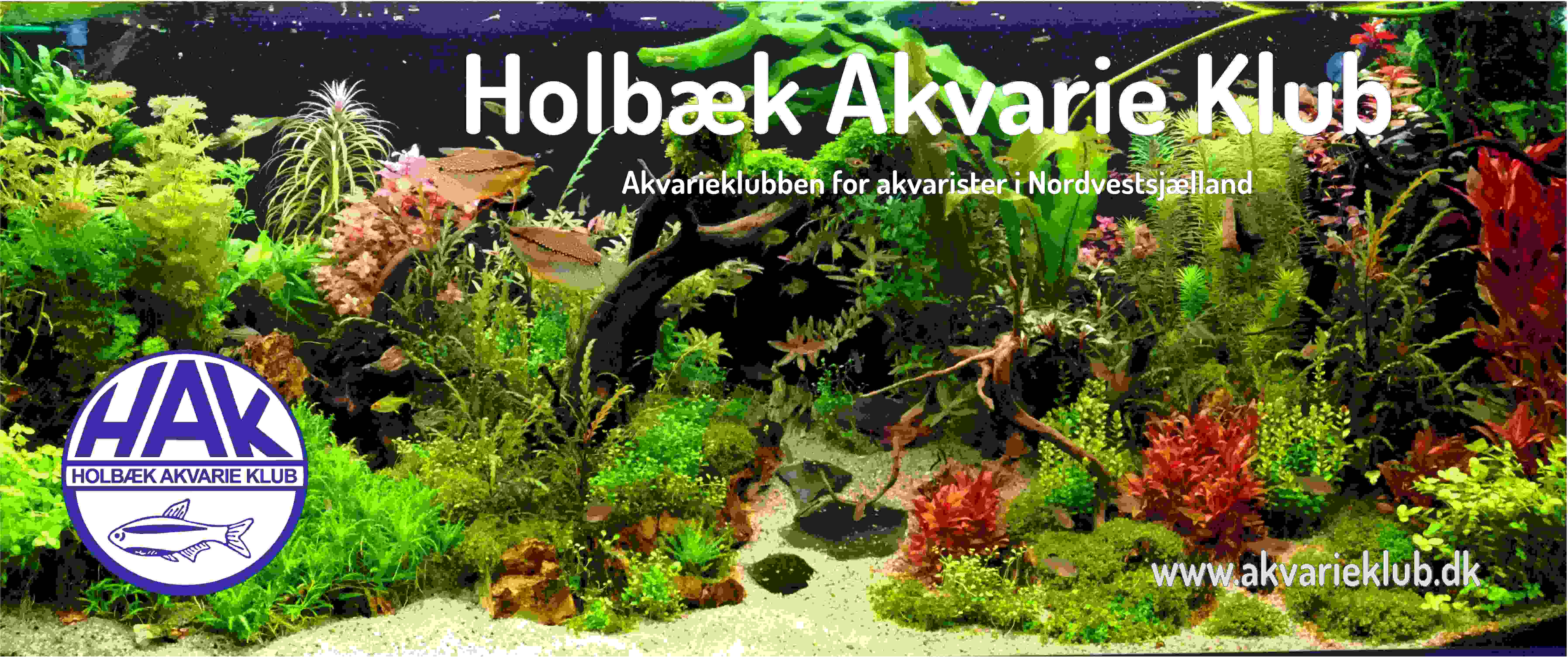 Holbæk Akvarie Klub image